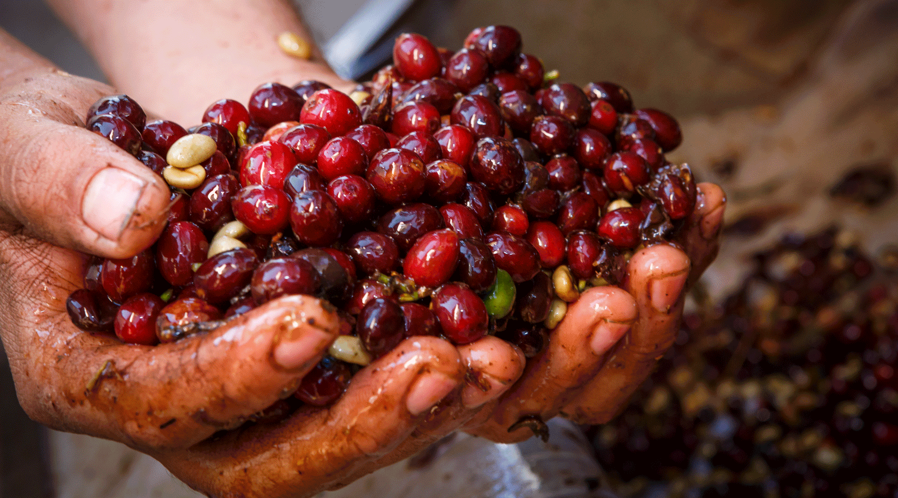 Kaffee-ohne-koffein-entkoffeiniert-wildkaffee-koffeinfrei