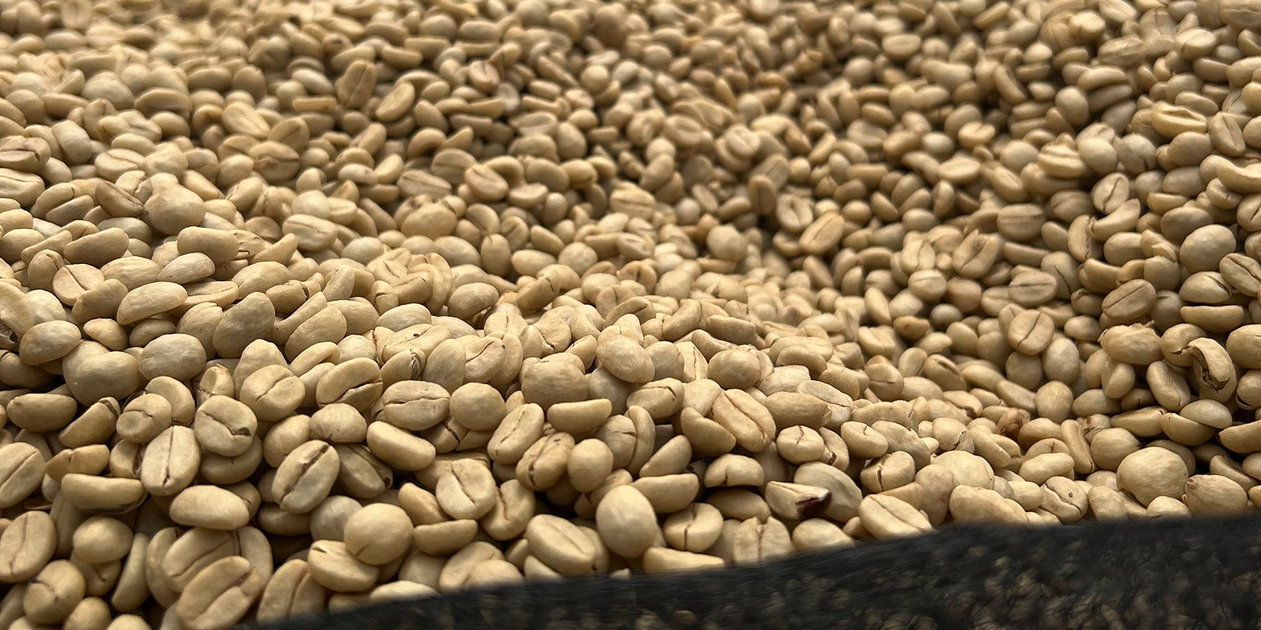 Bohnenvergleich-Wildkaffee-Roesterei-Rohkaffee