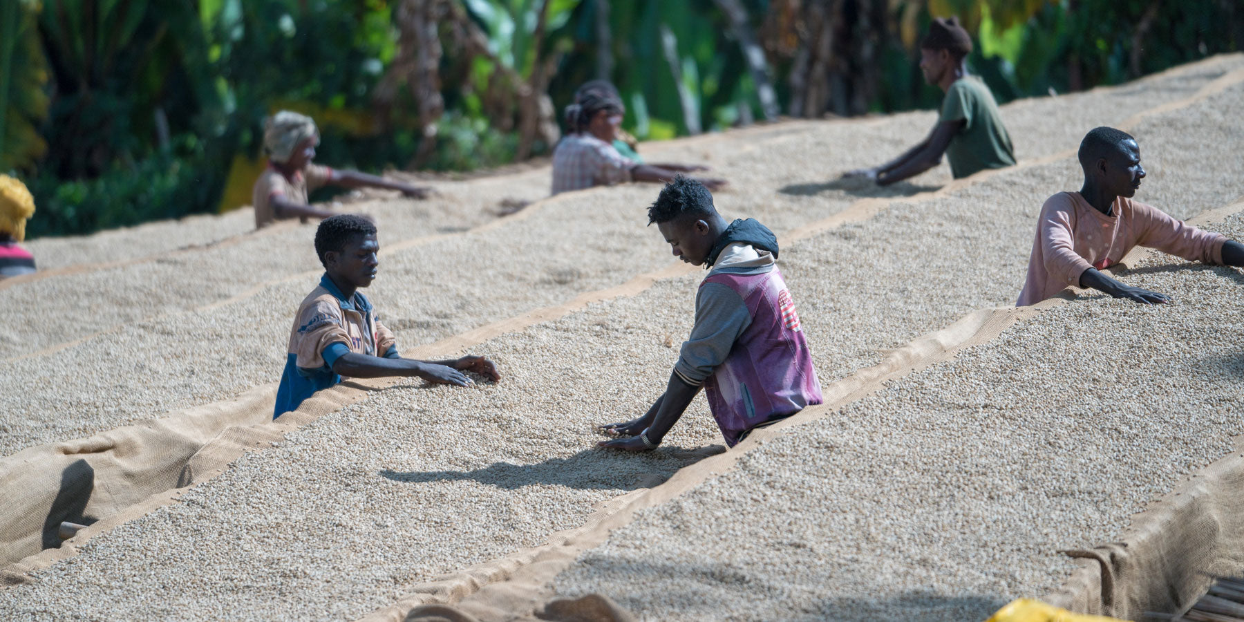 Coffee from Ethiopia - a country of origin with a long history – Wildkaffee  GmbH