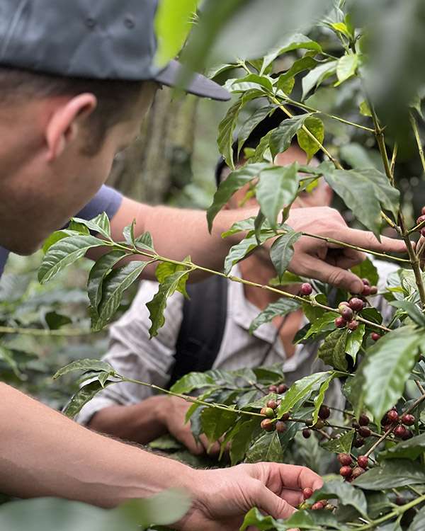 Kaffeevariet-ten-Wildkaffee-Roesterei-El-Salvador