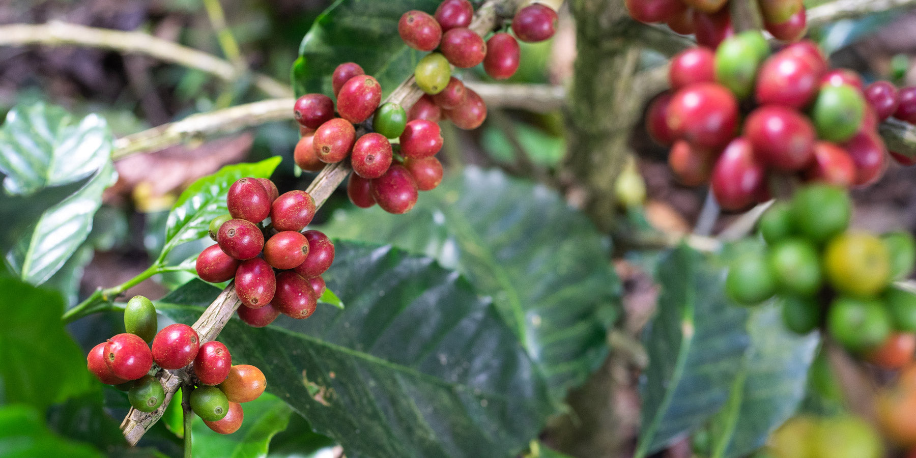 Specialty-Coffee-was-heisst-das-eigentlich-Wildkaffeee-Roesterei-V60