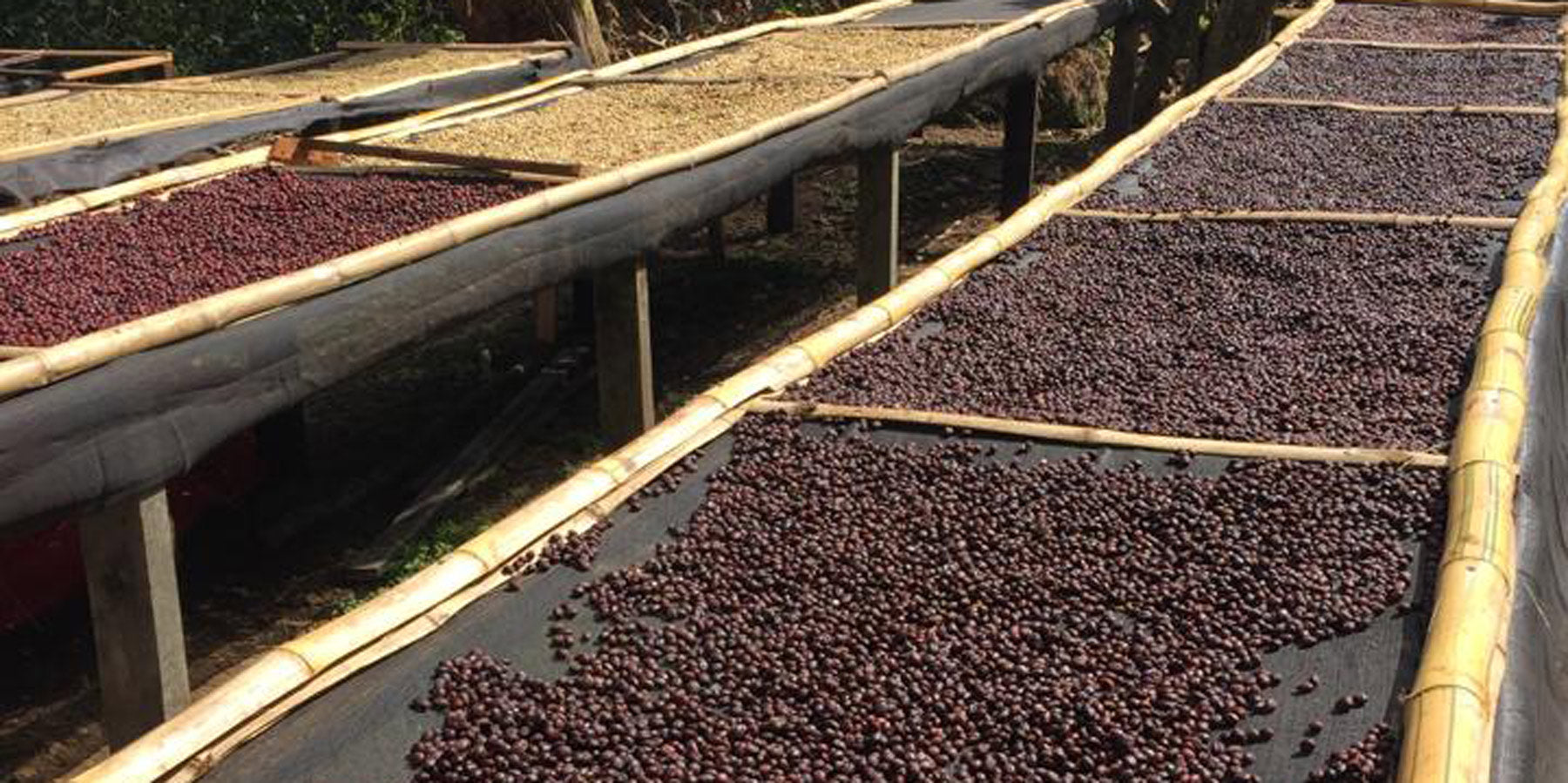 Verschiedene-Aufbereitungen-Welsche-Unterschiede-gibt-es-Wildkaffee-Roesterei-African-Bed