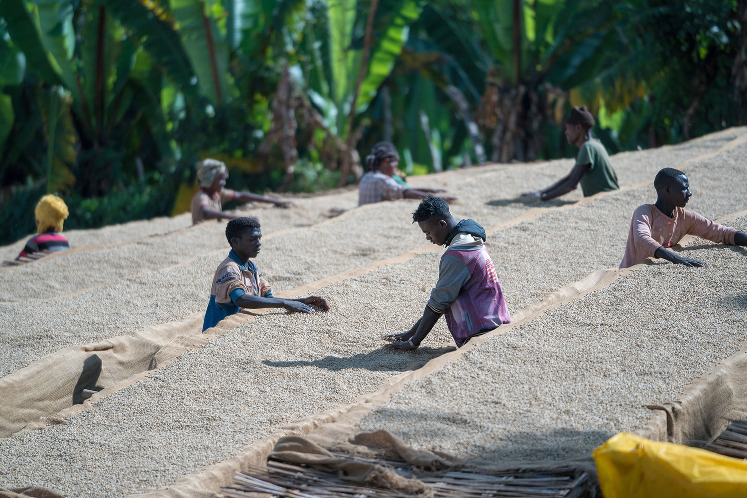 äthiopische Arbeiter verteilen Kaffee auf African Beds