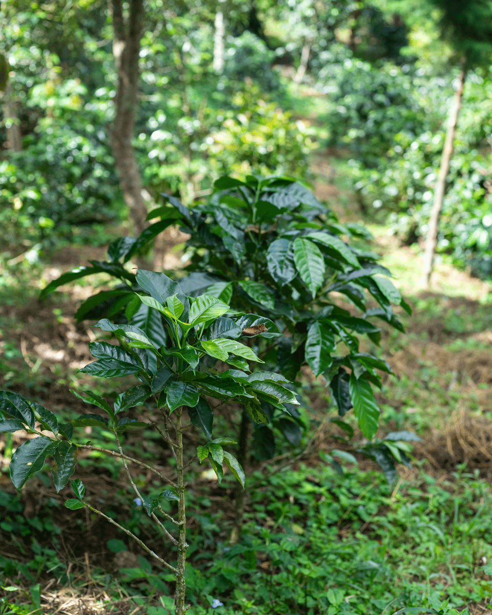 Nahaufnahme einer Kaffeepflanze auf Plantage