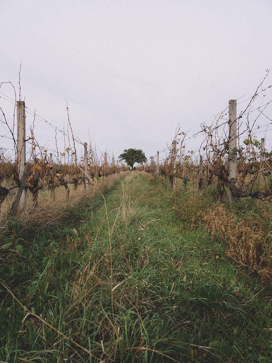 Rebstöcke auf einem Weingut