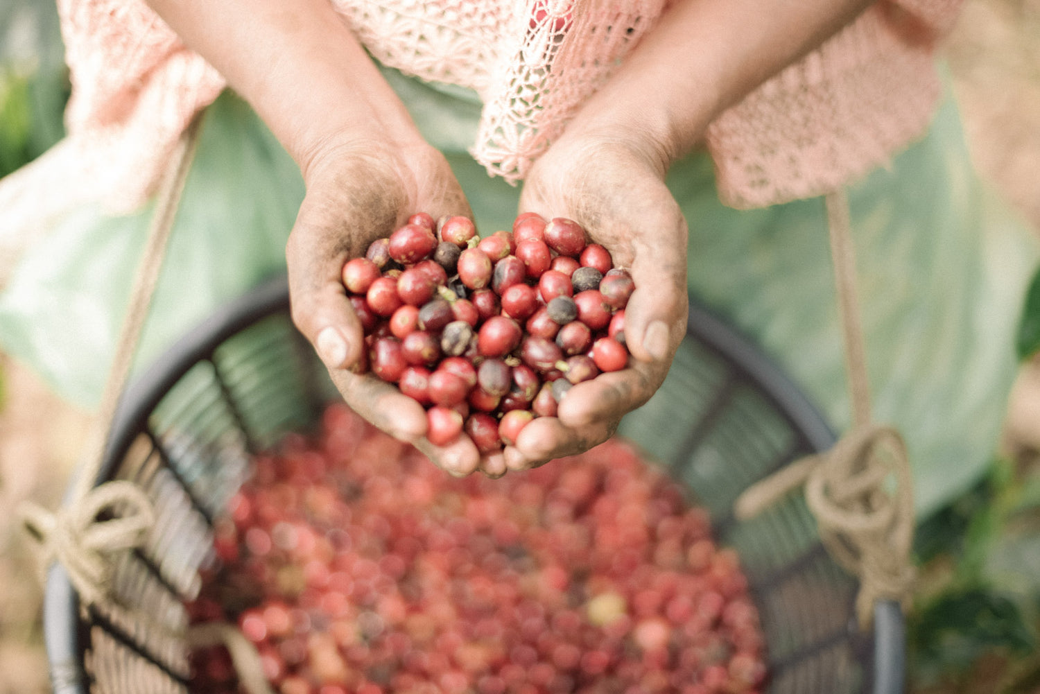 Finca_La_Bella_Sierra_de_las_Minas-218