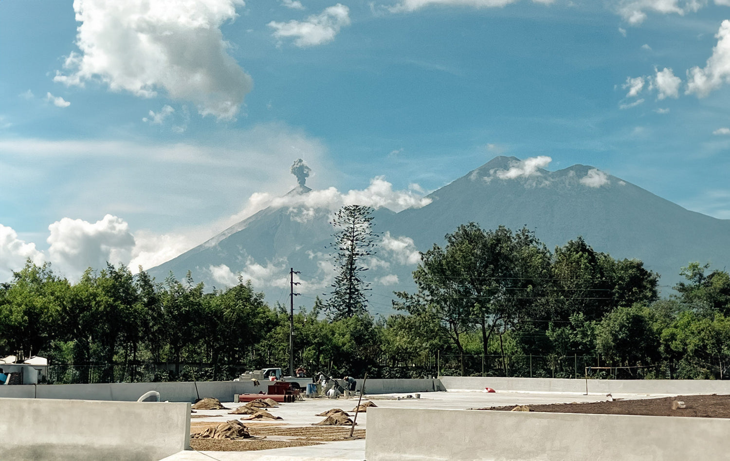 Guatemala-Kaffeeanbau-Wildkaffee