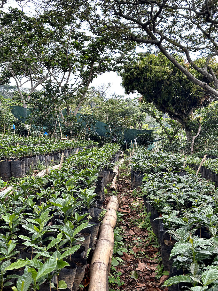 heranwachsende Kaffeepflanzen auf Plantage