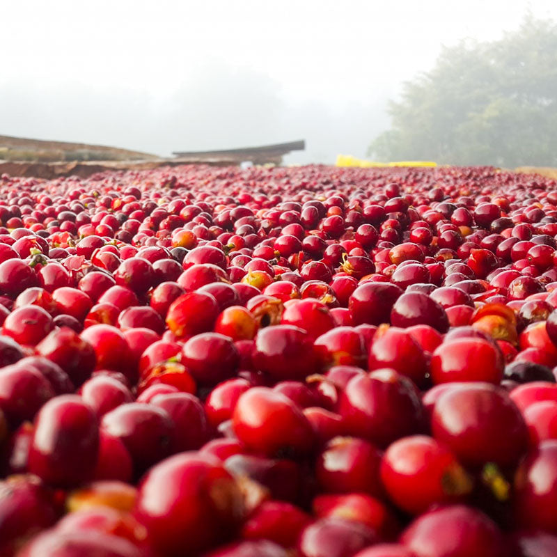 Kaffeekirsche-rot-aufbereitung