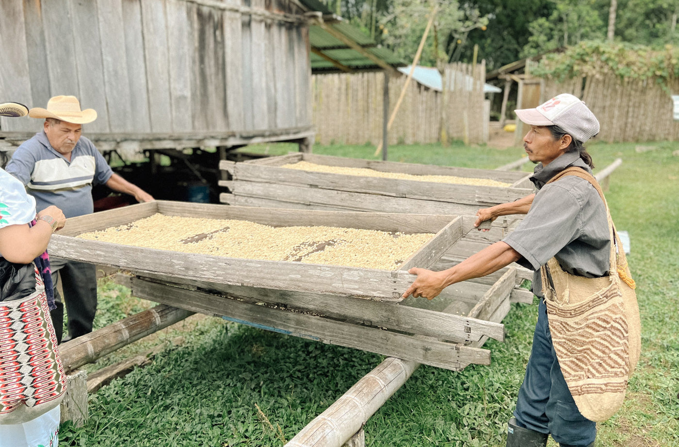 Kaffeehandel-Direkt-Wildkaffee-fair-nachhaltig