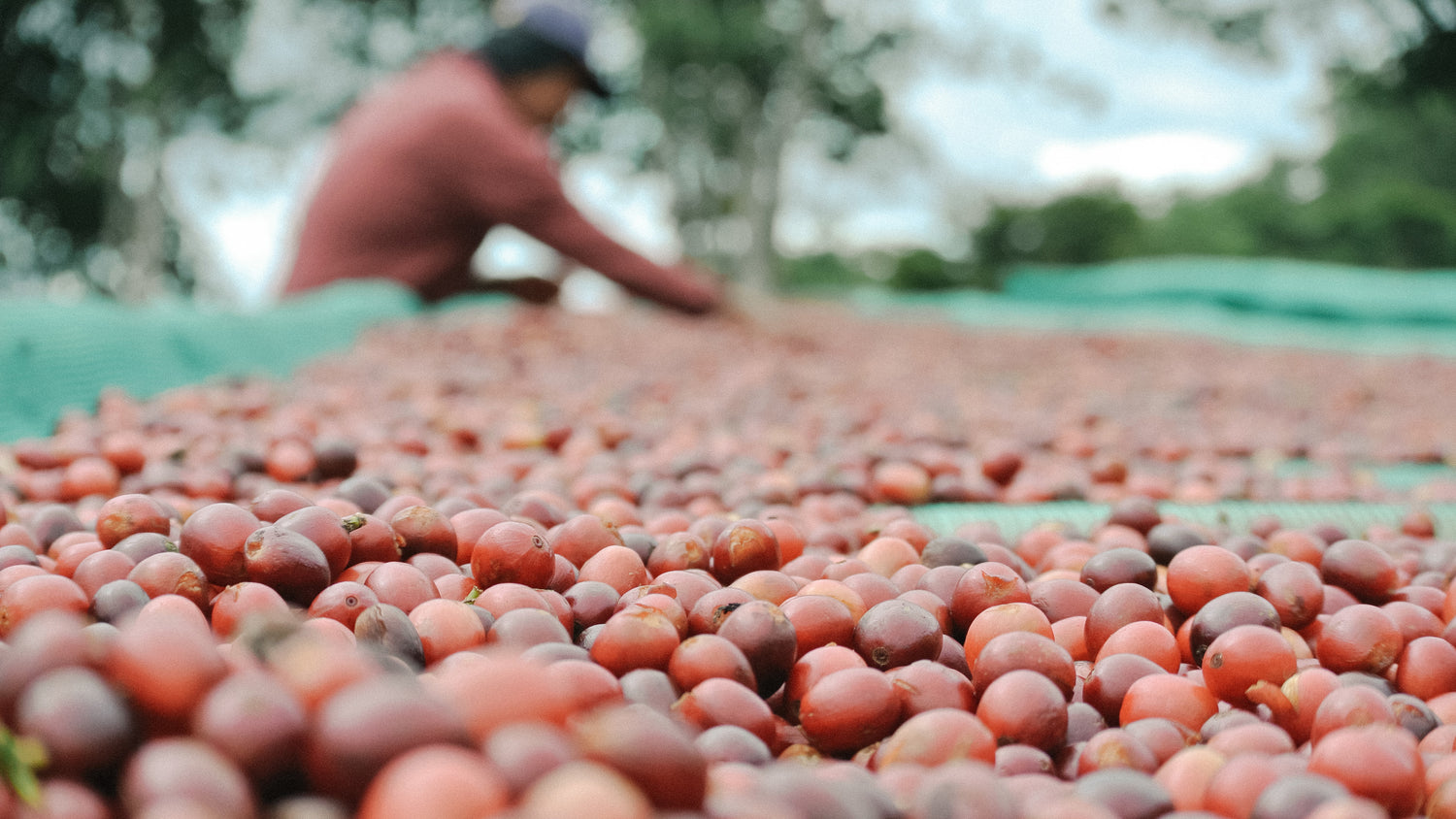 reife rote Kaffeekirschen im Vordergrund, Hintergrund verschwommen