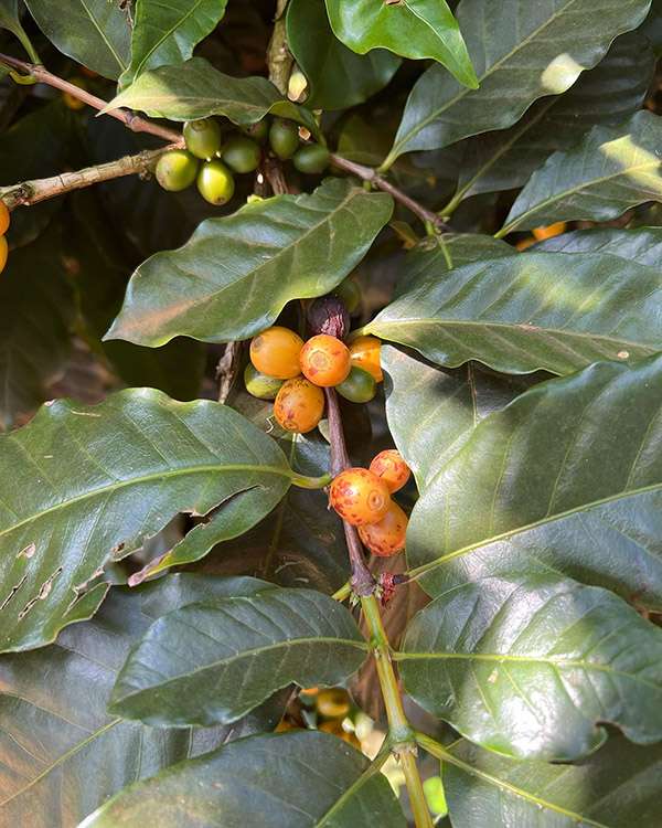 Kaffeevarietaeten-Wildkaffee-Roesterei-Brasilien-Yellow-Catua