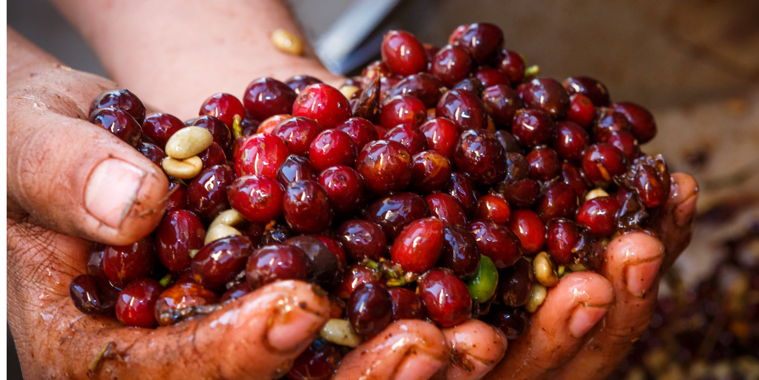 Nachhaltiger-Kaffee-ist-das-moeglich-Wildkaffee-Roesterei-Fair