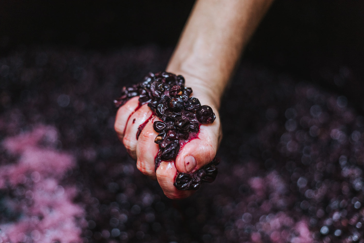 Rotwein-Wein-Danke-Trauben-Ernte