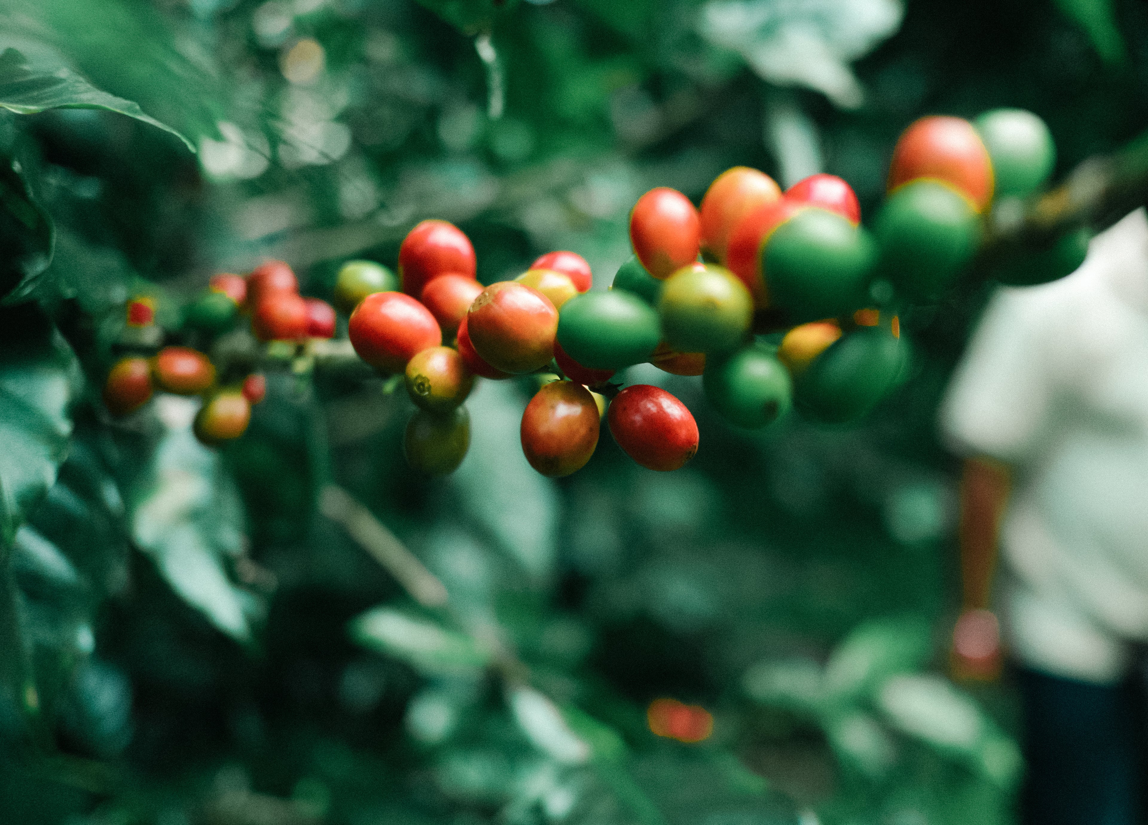 reife und unreife Kaffeekirschen an Zweig