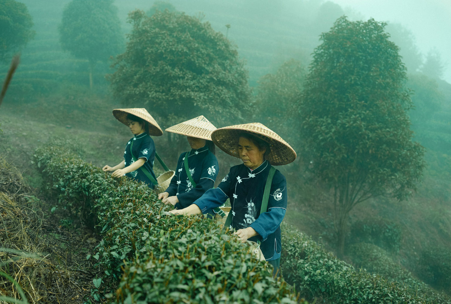 Tee-Ernte-Tea-Spitz-Asien