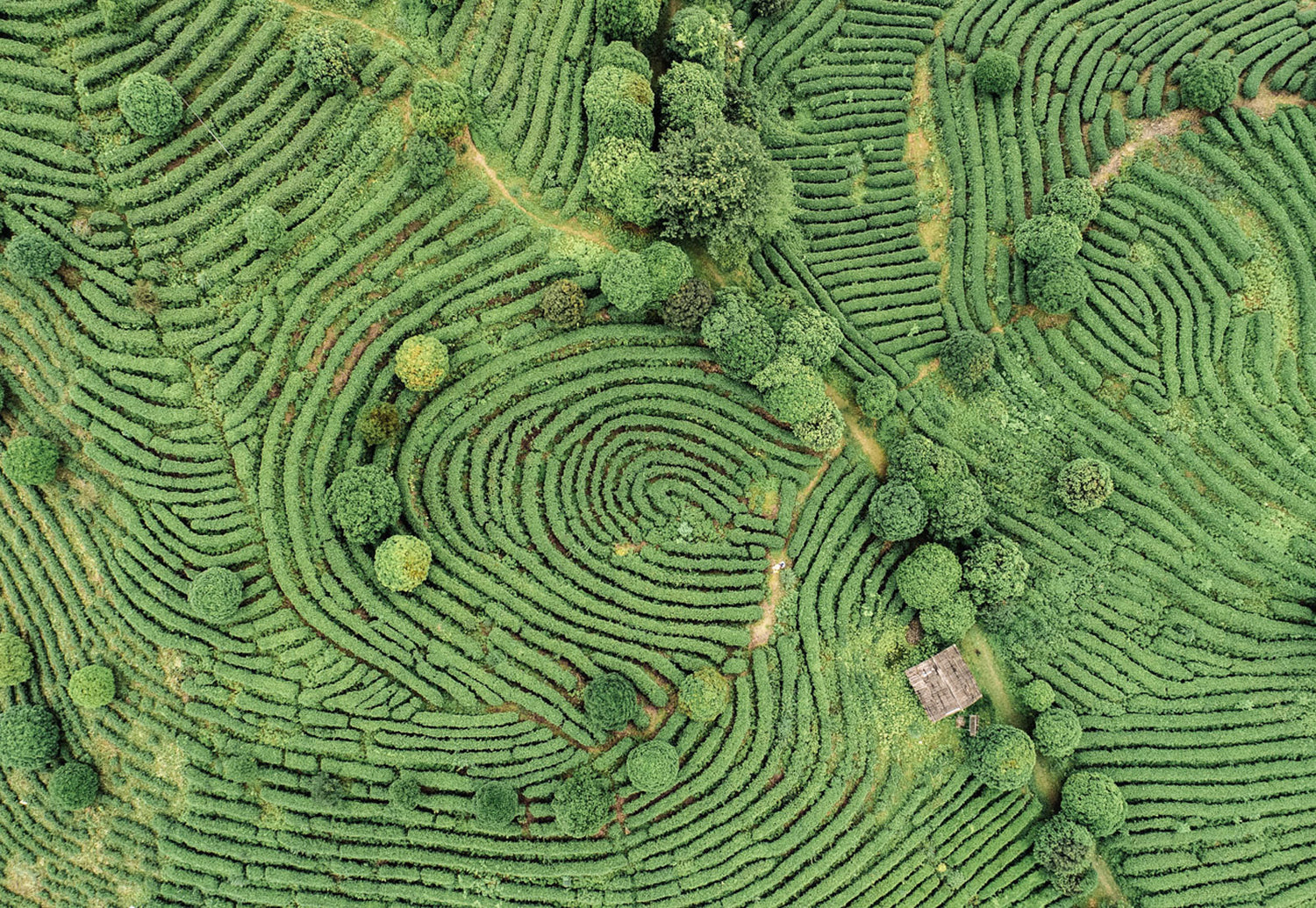 Teeanbau-Japan