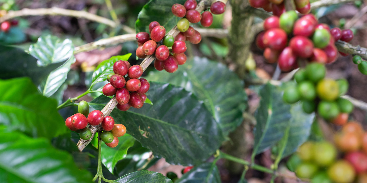 Reife Kaffeekirschen an Pflanze