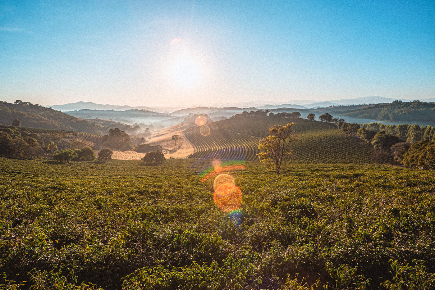 Ursprungsland-Kaffee-Anbau-Wildkaffee