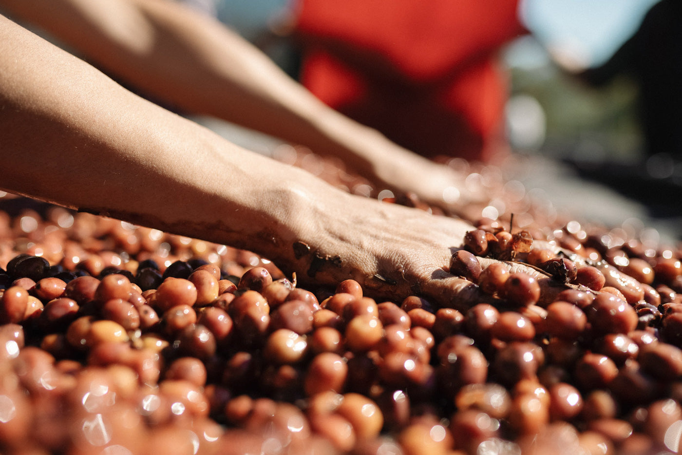 Wo-kommt-Kaffee-her-Wildkaffee-Kaffeekirschen-Guatemala