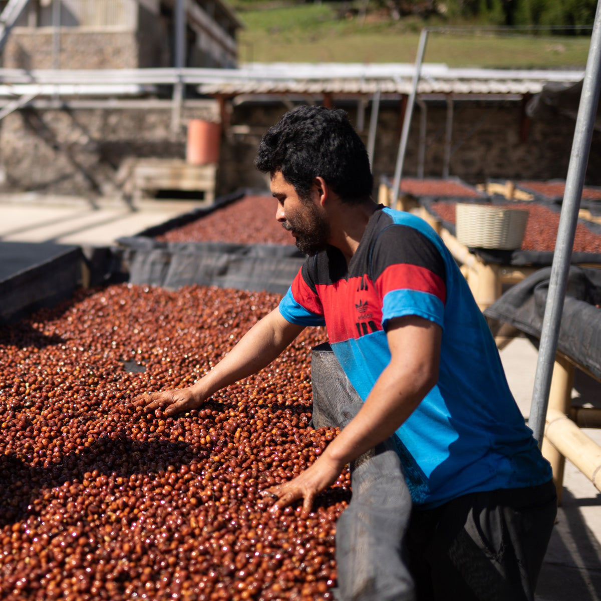 aufbereitung-kaffee-geschmack-guatemala