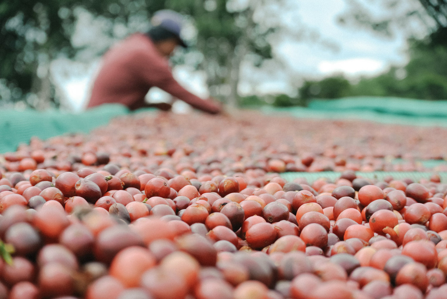 aufbereitung-kaffee-geschmack-wild-kaffeeroesterei