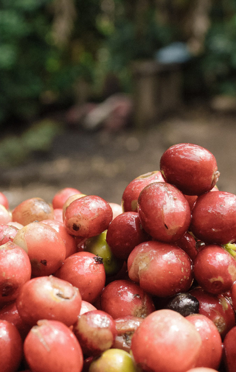 aufbereitung-kaffeekirschen