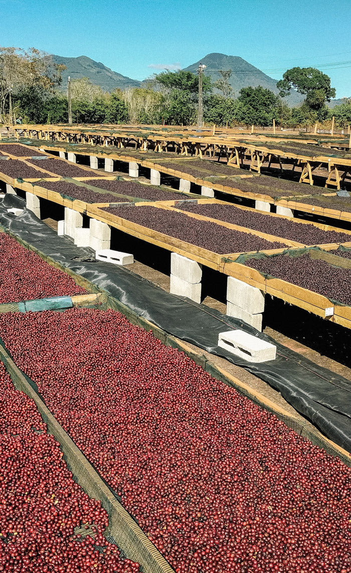 aufbereitung-von-kaffeekirschen-wild-kaffee-geschmack