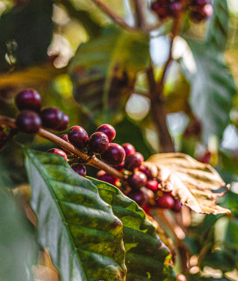 aufbereitung_kaffee_wildkaffee_mobil