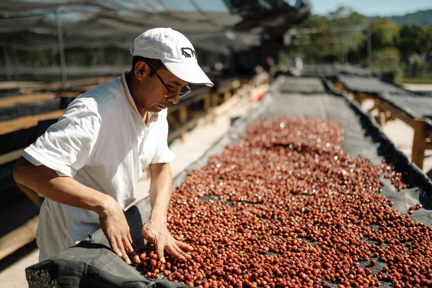 direkter-handel-wildkaffee-qualitaet