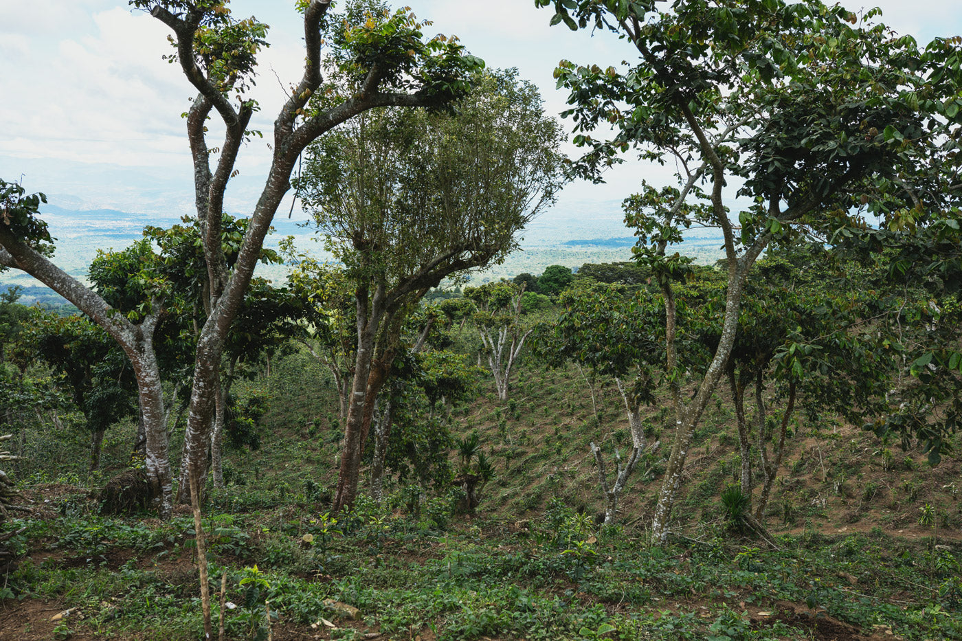 el-salvador-coffee-school-farm