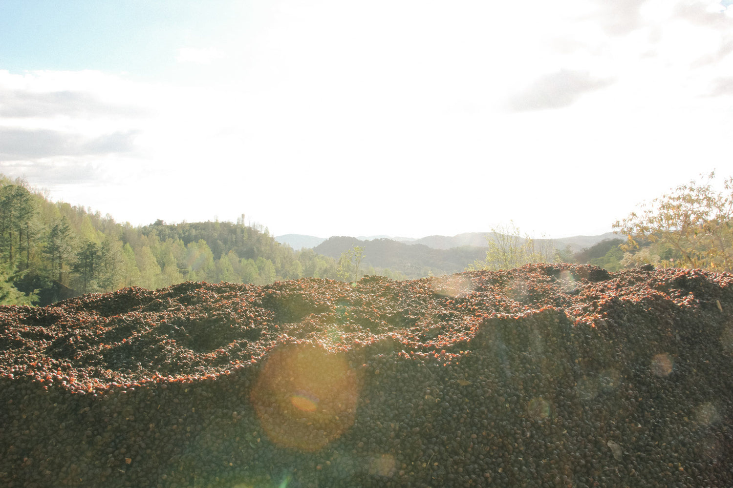 großer Haufen reife Kaffeekirschen