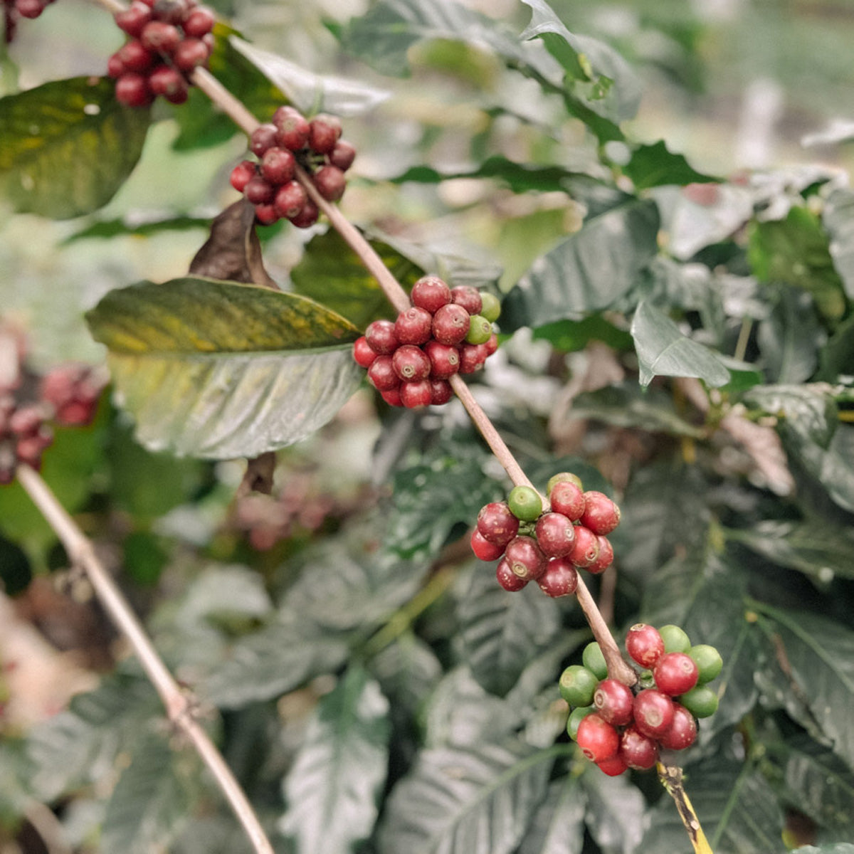 entkoffeinierter-kaffee-kolumbien-wildkaffee