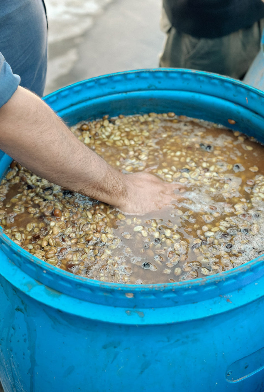 geschälte Kaffeebohnen fermentieren in einem blauen Bottich