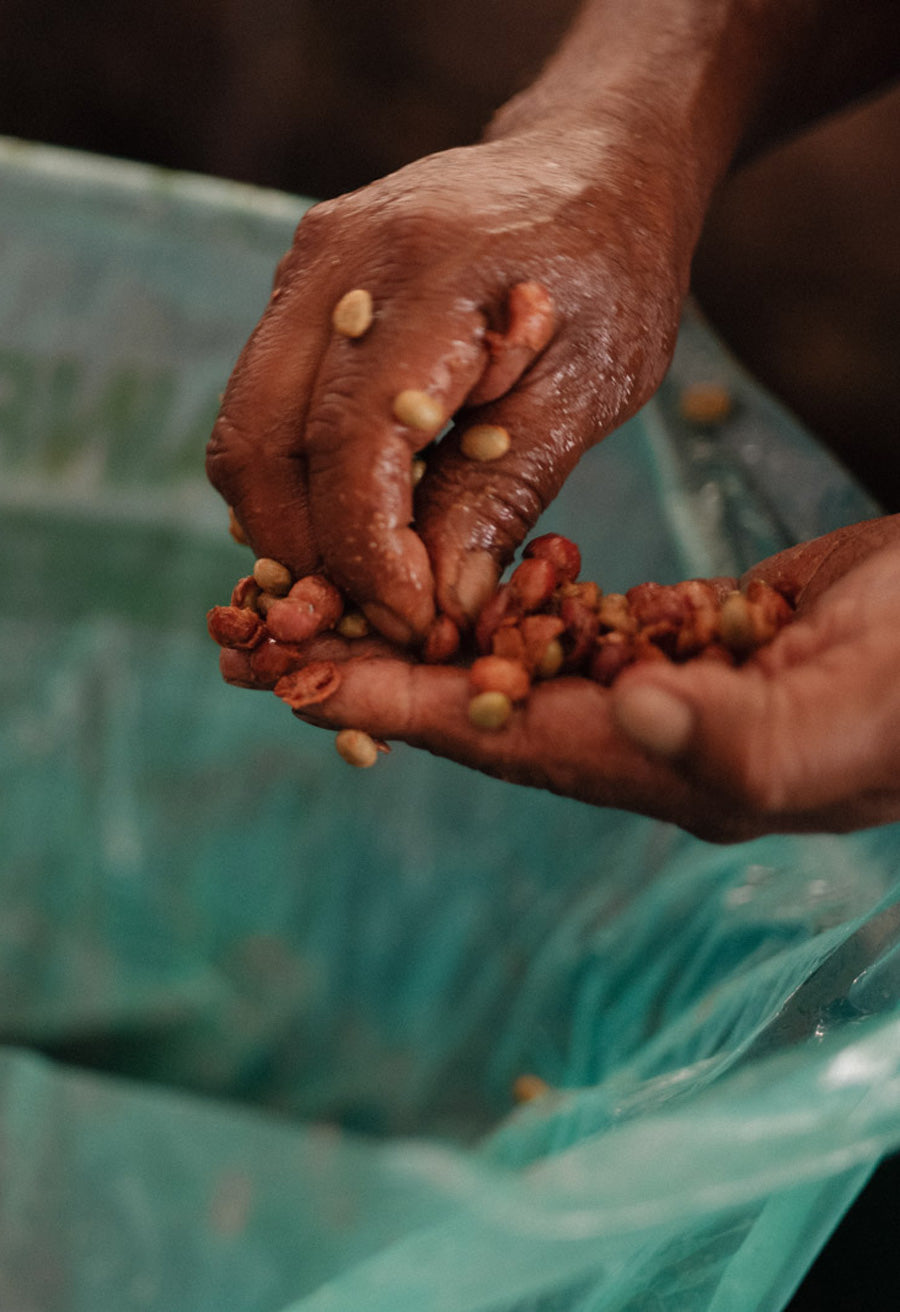 fermentation-der-kaffeekirschen-erklaert