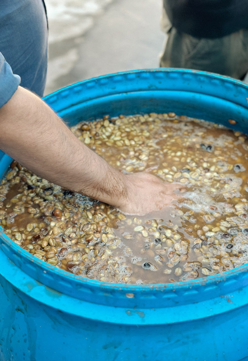 fermentation-kaffeebohnen-geschmack-kaffee-wild