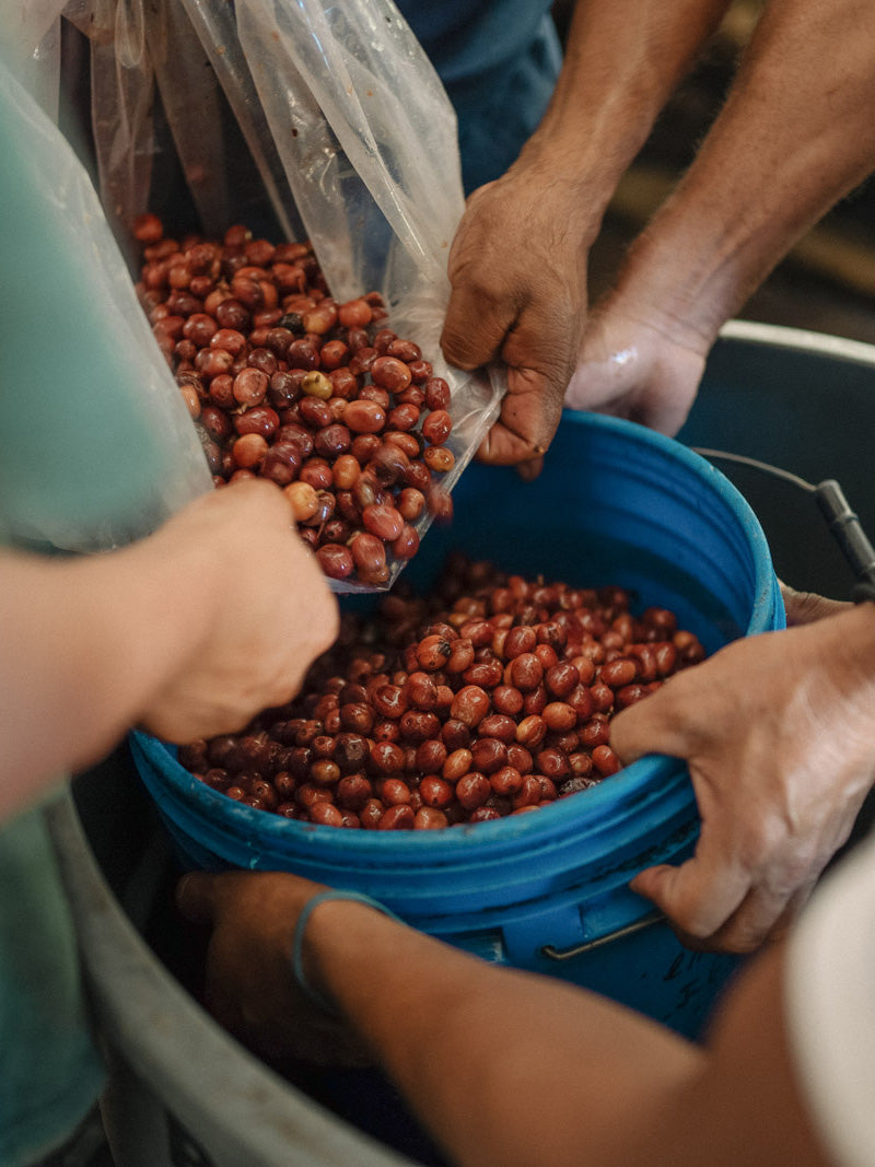 fermentation-kaffeekirschen-wildkaffee-aufbereitung