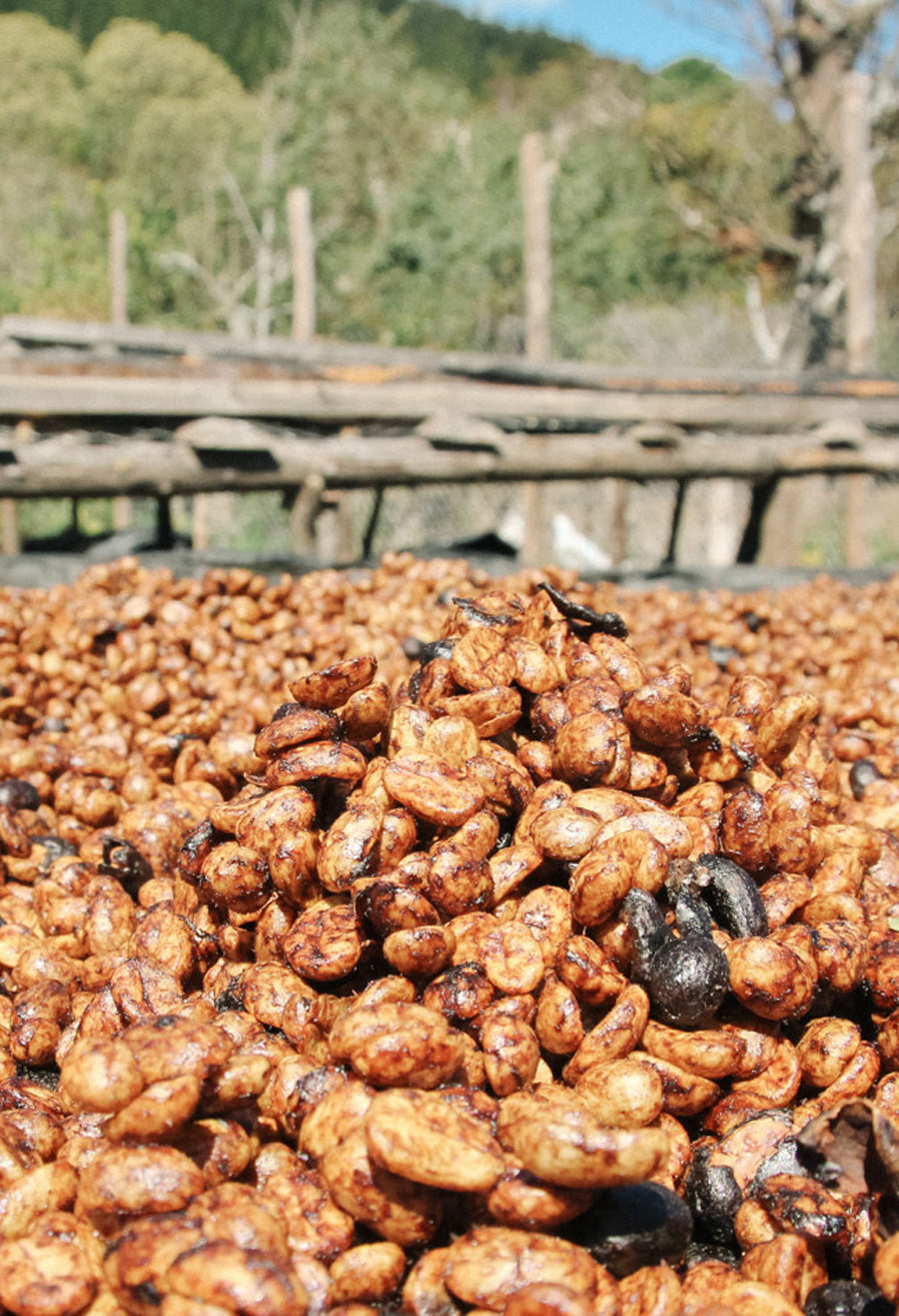 honey-aufbereitung-kaffeekirsche