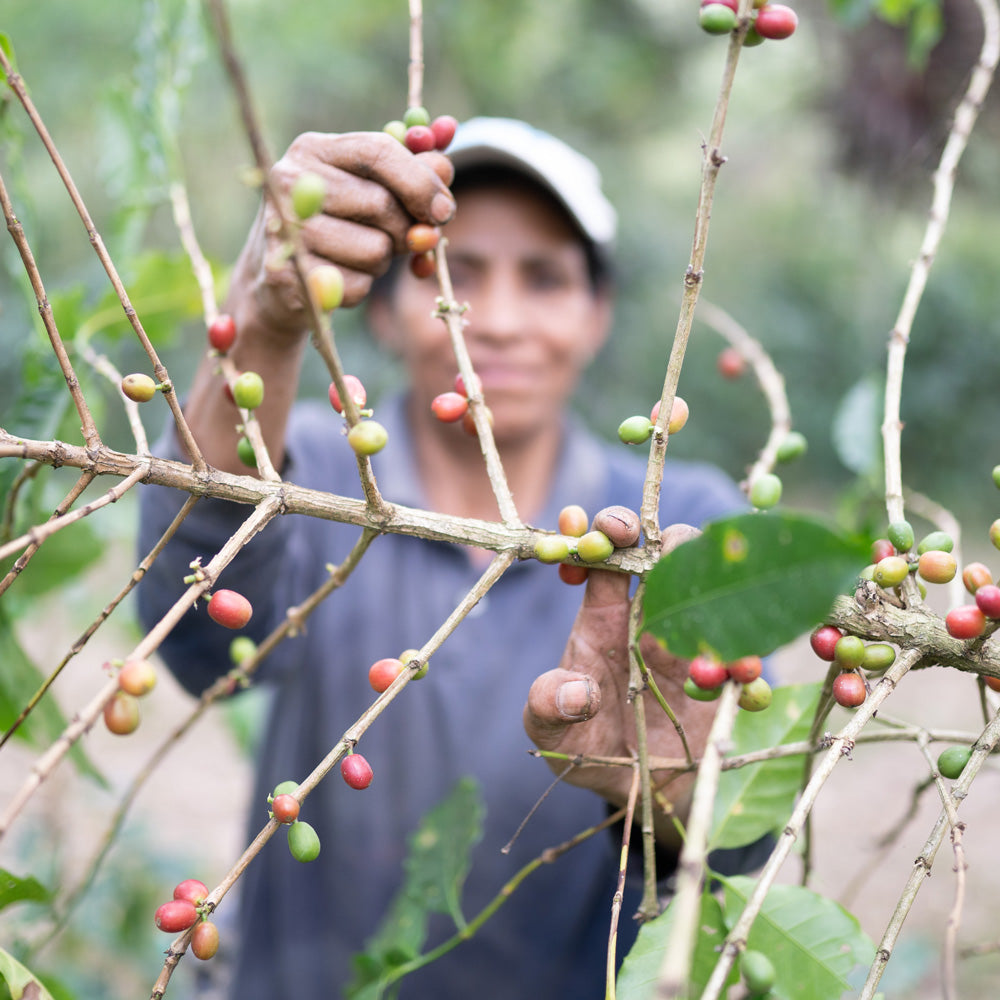 kaffeeernte-kolumbien-athleten-edition