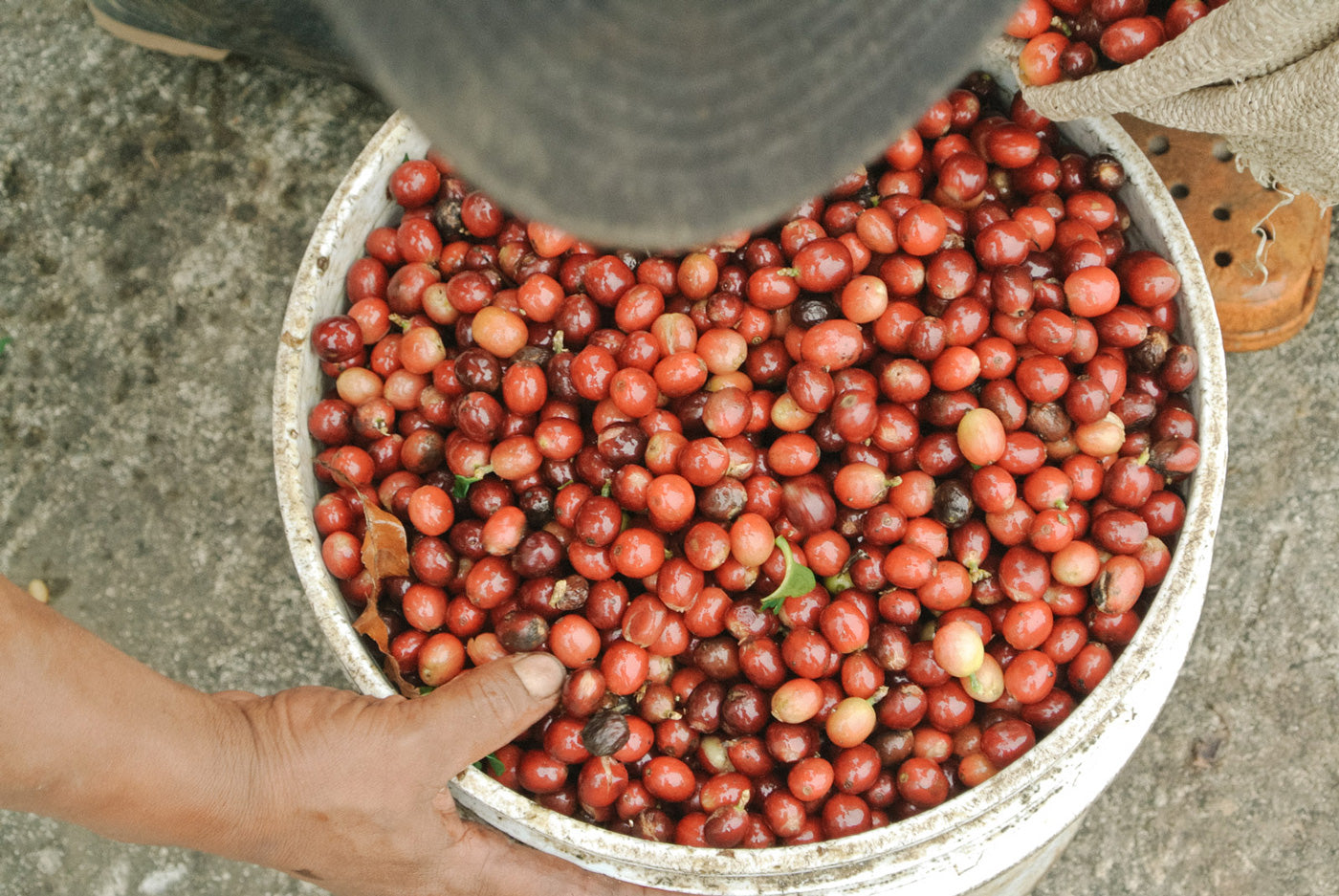 kaffeekirschen-aufbereitung-varietaet-geschmack-einfluss-wildkaffee