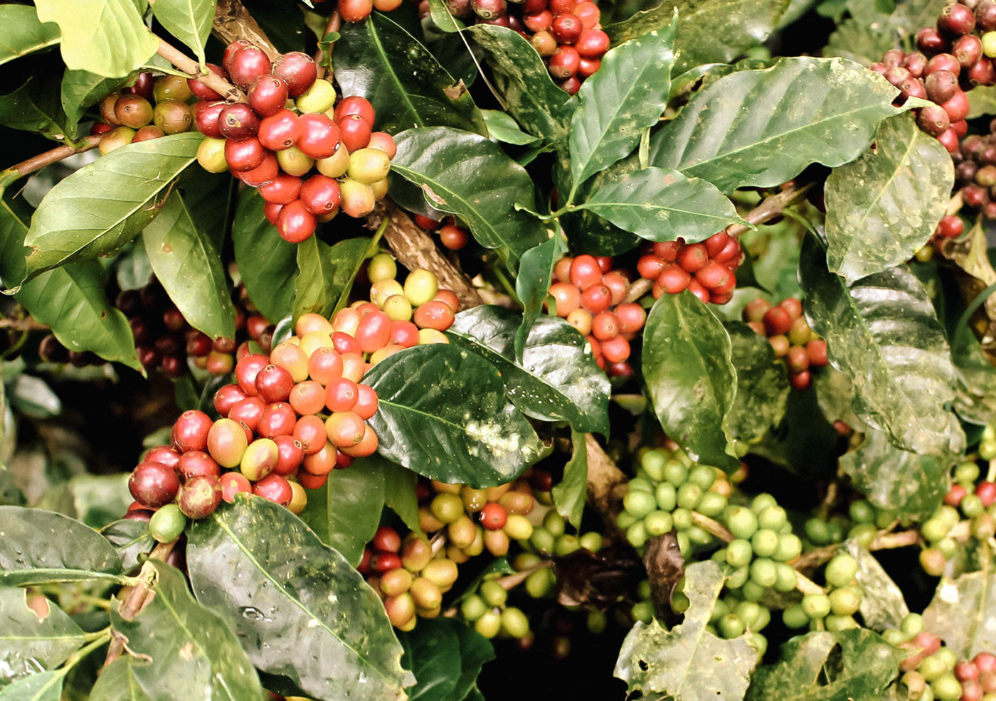 kaffeekirschen-blend-wilderer-espresso