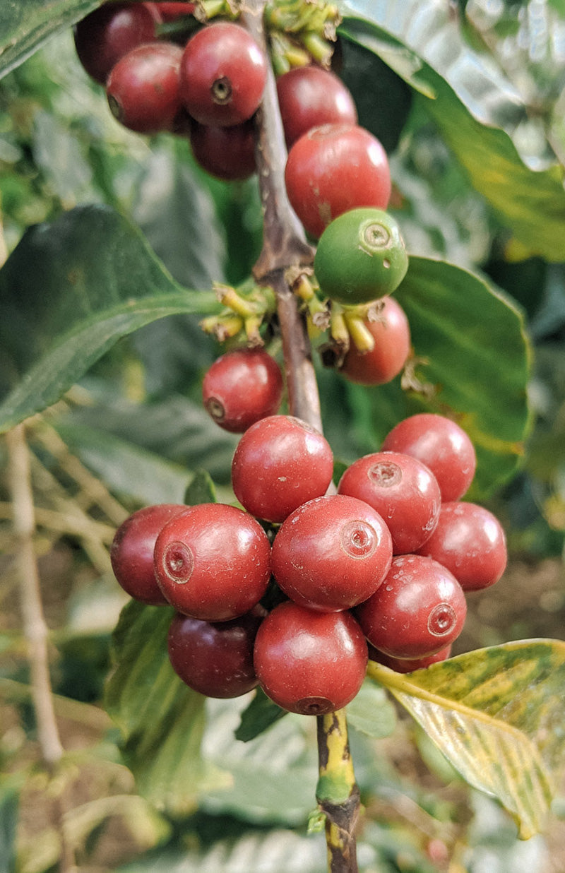 kaffeekirschen-geschmack-wildkaffee-roestererei