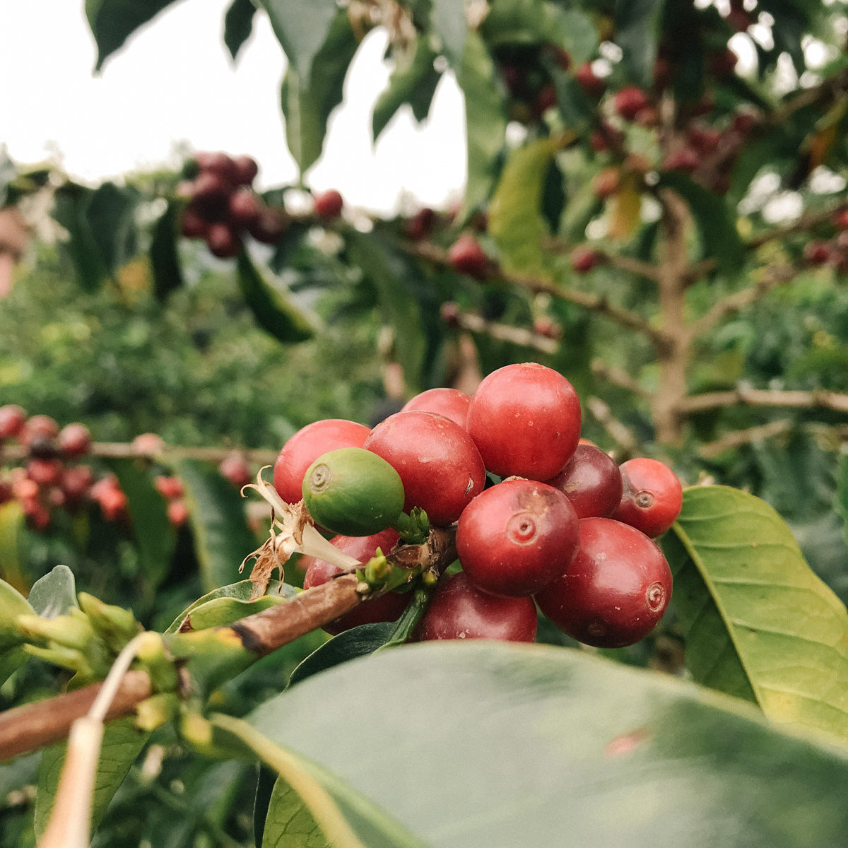 kaffeekirschen-kolumbien-narino-wildkaffee