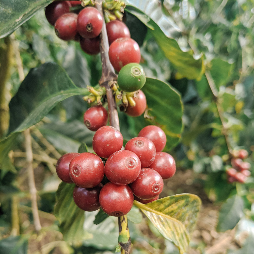 kaffeekirschen-wilderer-espresso-roestung-wildkaffee