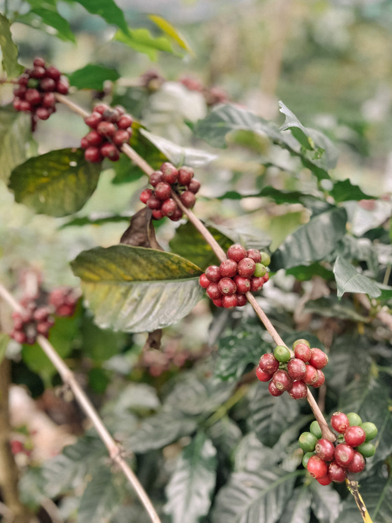 organic-farming-el-salvador-nachhaltigkeit
