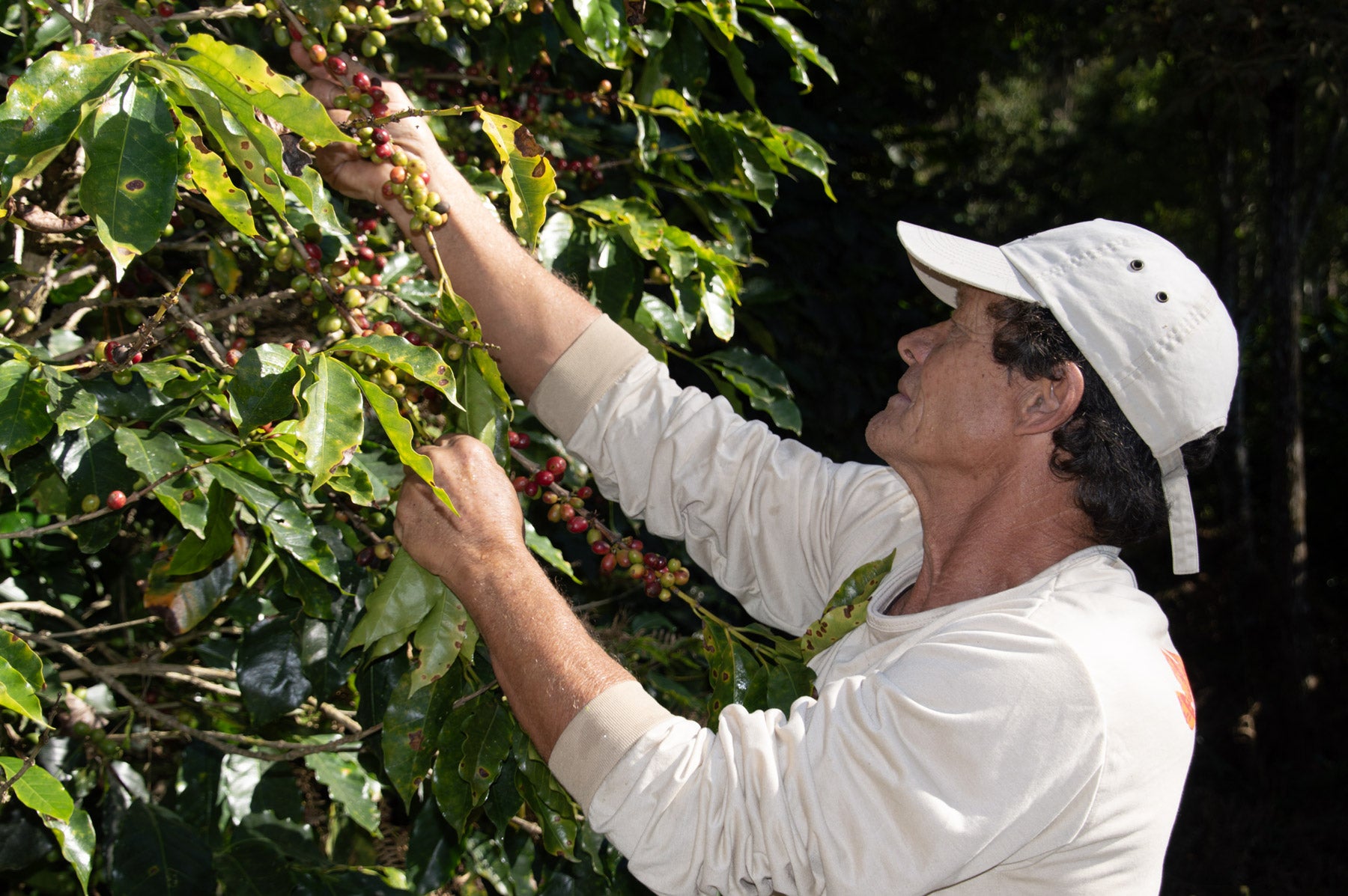 kaffeewissen-wildkaffee-roesterei