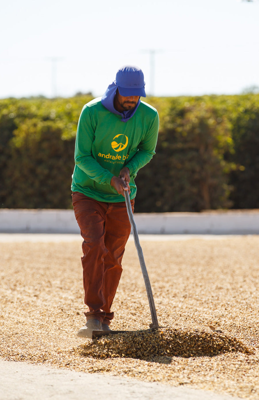 natural-aufbereitung-brazil-wild-kaffee-kaffeewissen