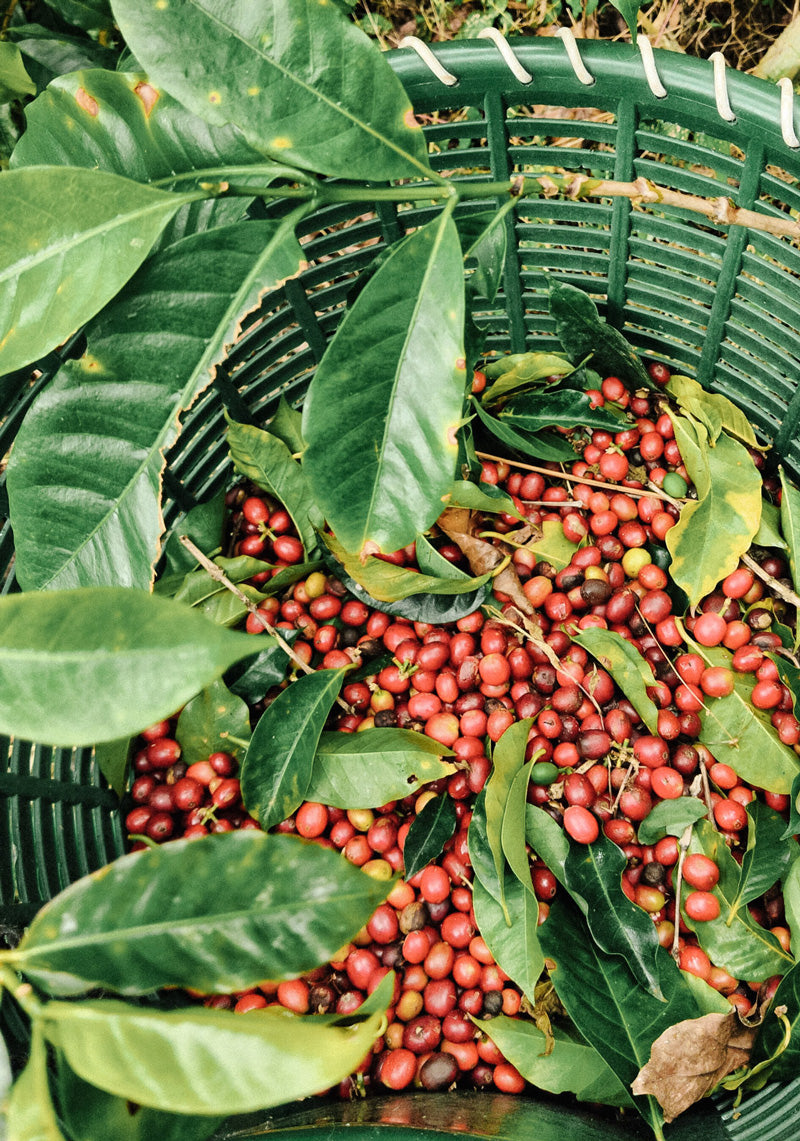 risiken-direkter-handel-wildkaffee