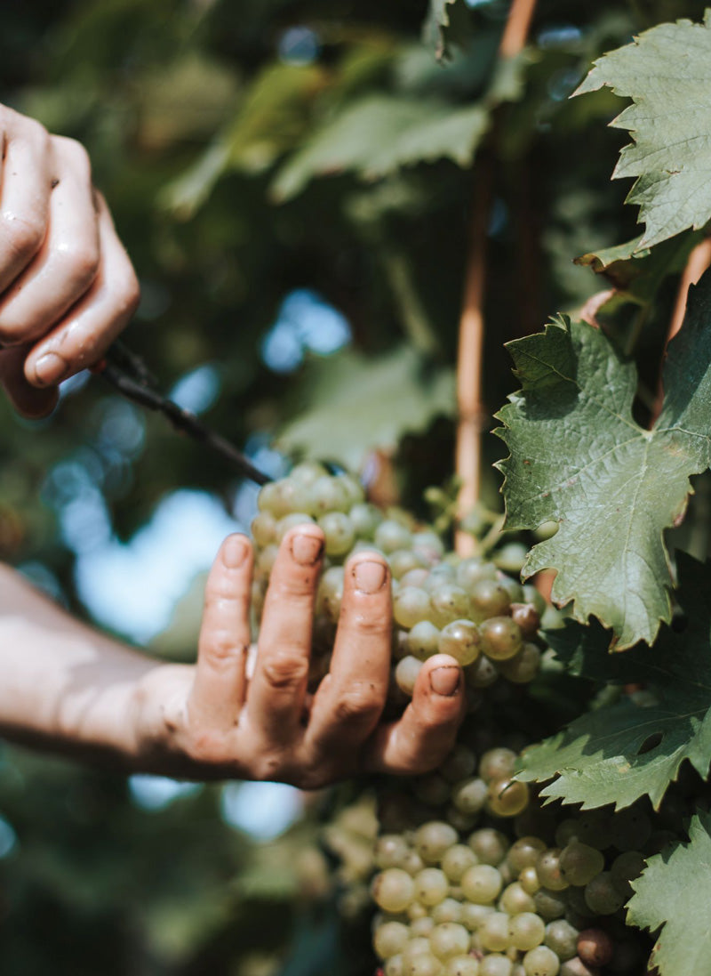 wein-danke-weinernte-und-qualitaet