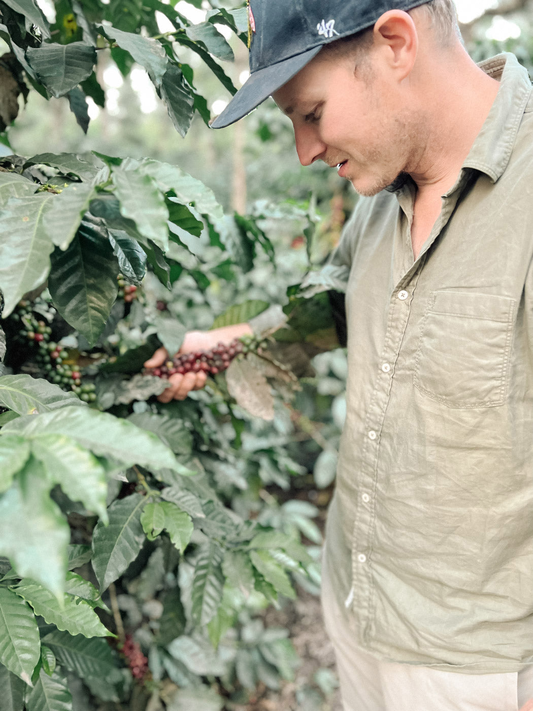 wildkaffee-kaffeekirschen-guatemala